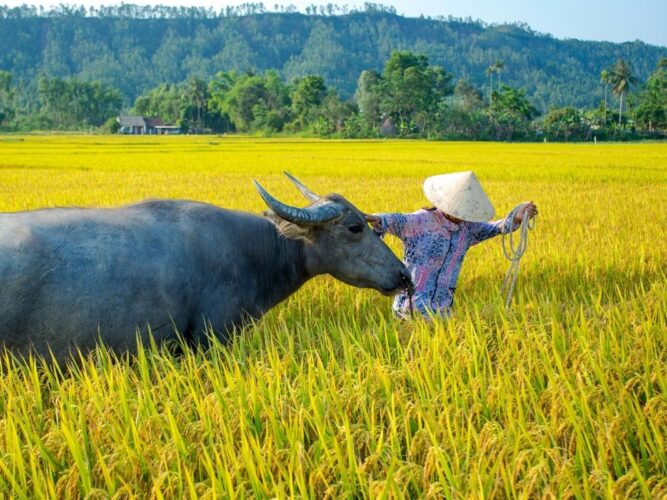Cycling Tour on Cam Kim Island | Private Tour in Hoi An